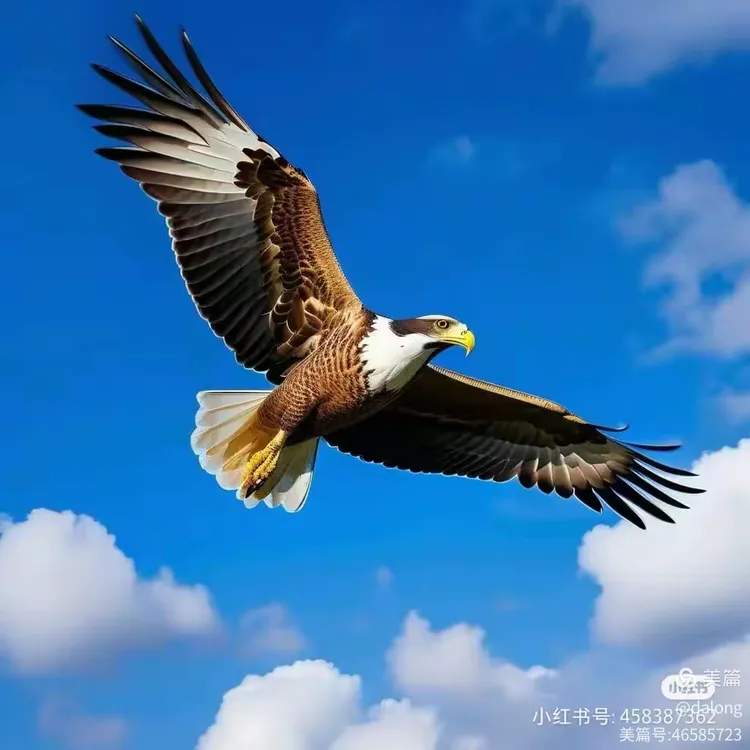 容中尔甲《向往神鹰》高亢嘹亮，激情飞扬，令人神往！